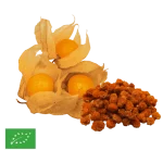 Physalis