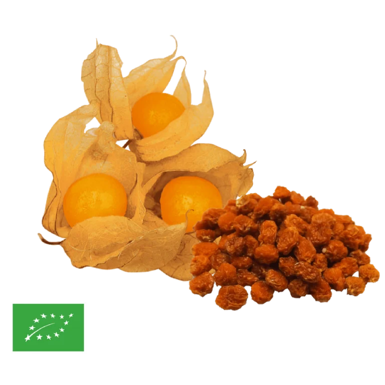 Physalis