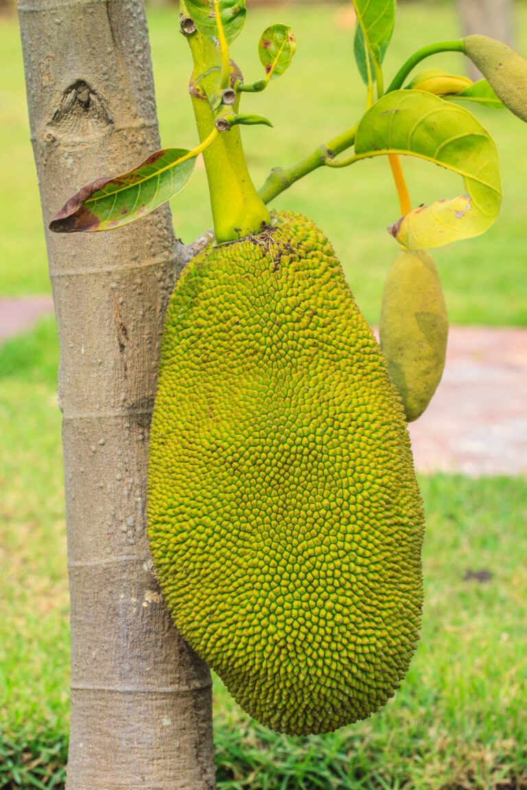 jackfruit